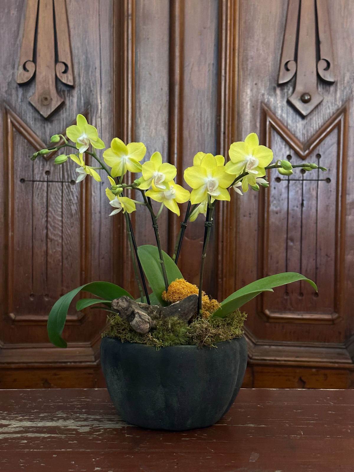 Joan Orchid Planter