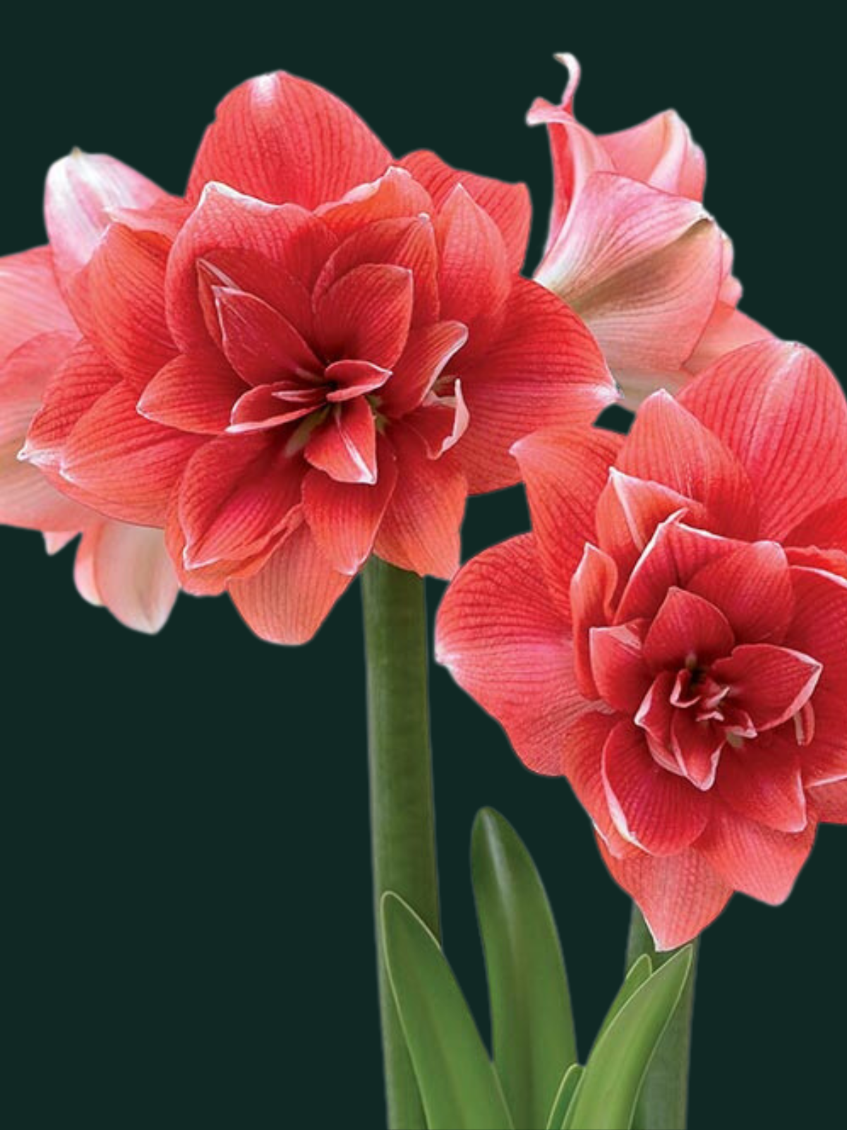 Double Dream Amaryllis Bulb