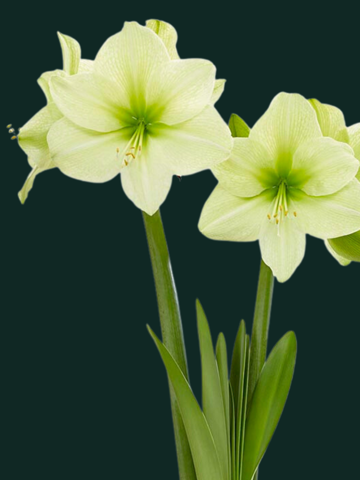 Fantasy Amaryllis Bulb