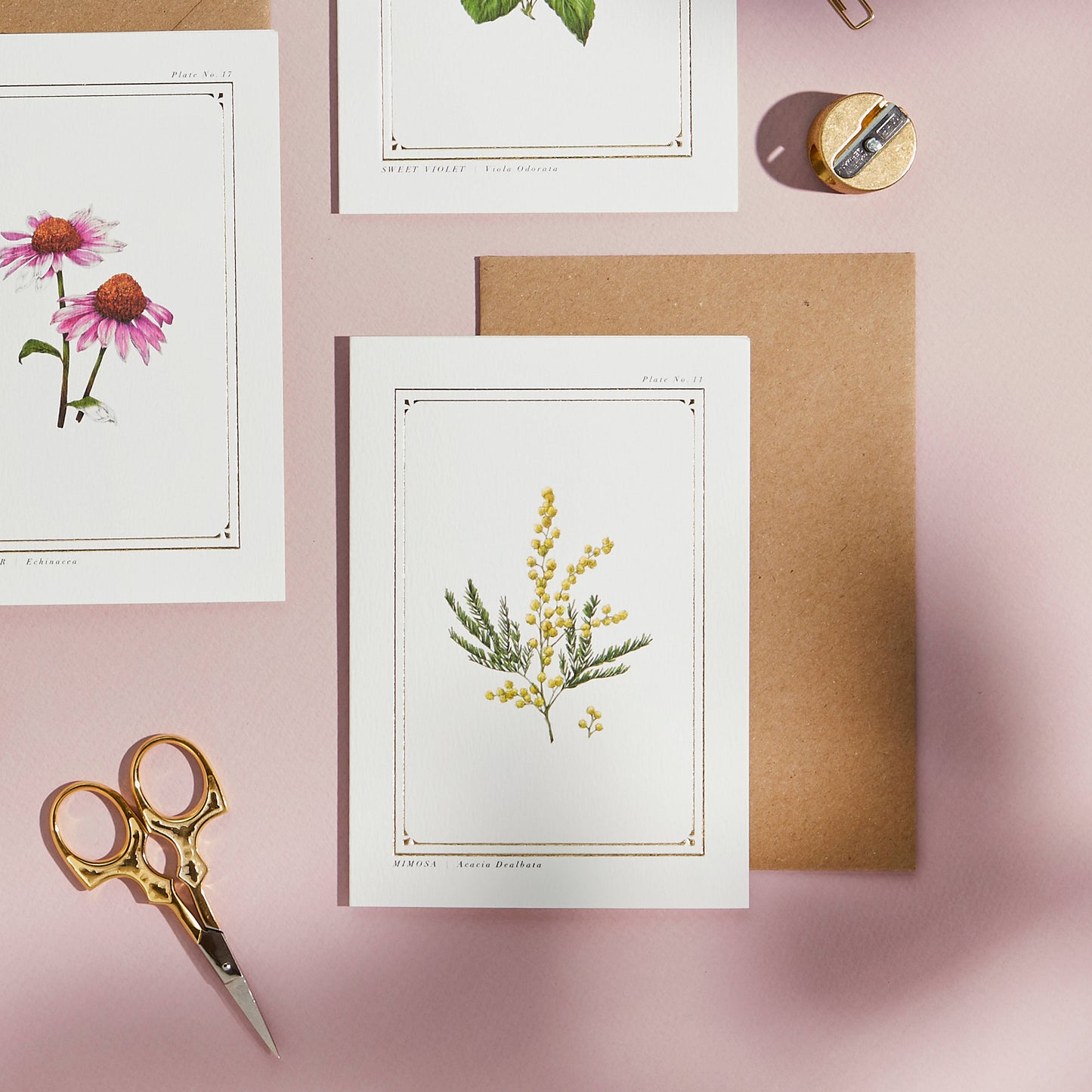 Mimosa Greeting Card