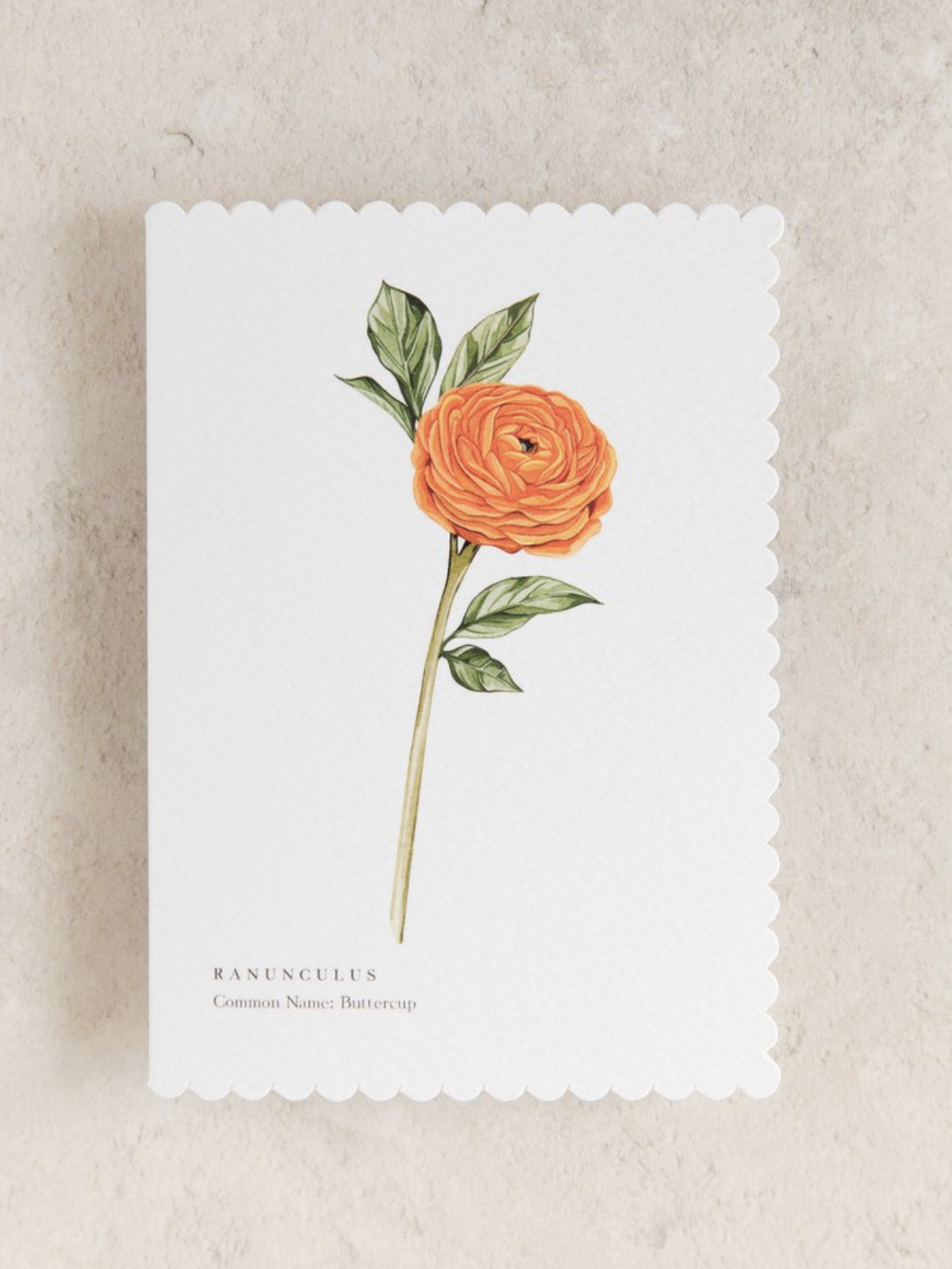 Ranunculus Watercolour Scalloped Sustainable Greeting Card