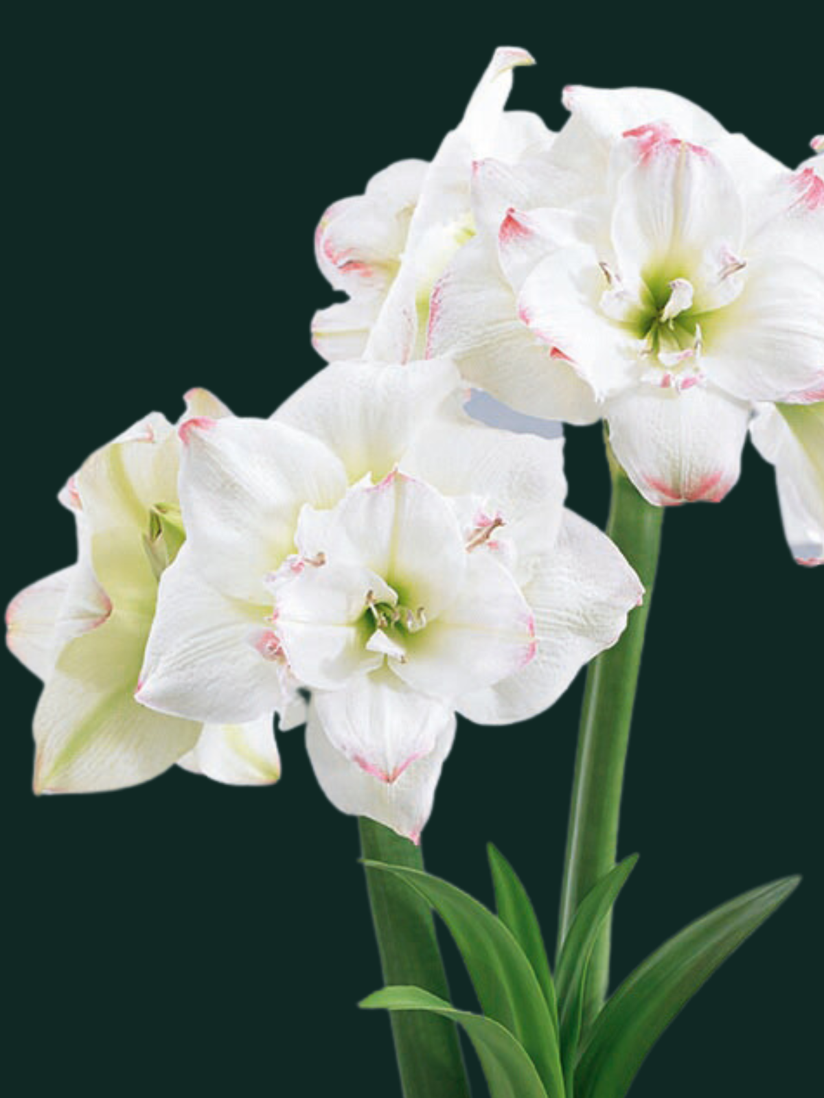 Amadeus Candy Amaryllis Bulb