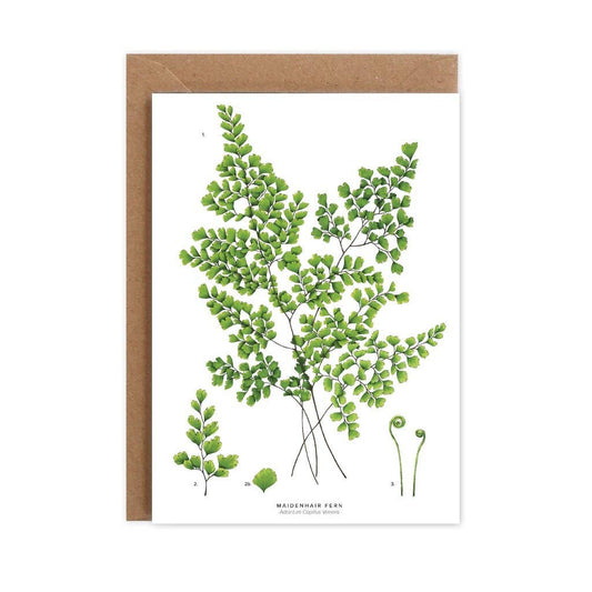 Maidenhair Fern Greeting Card