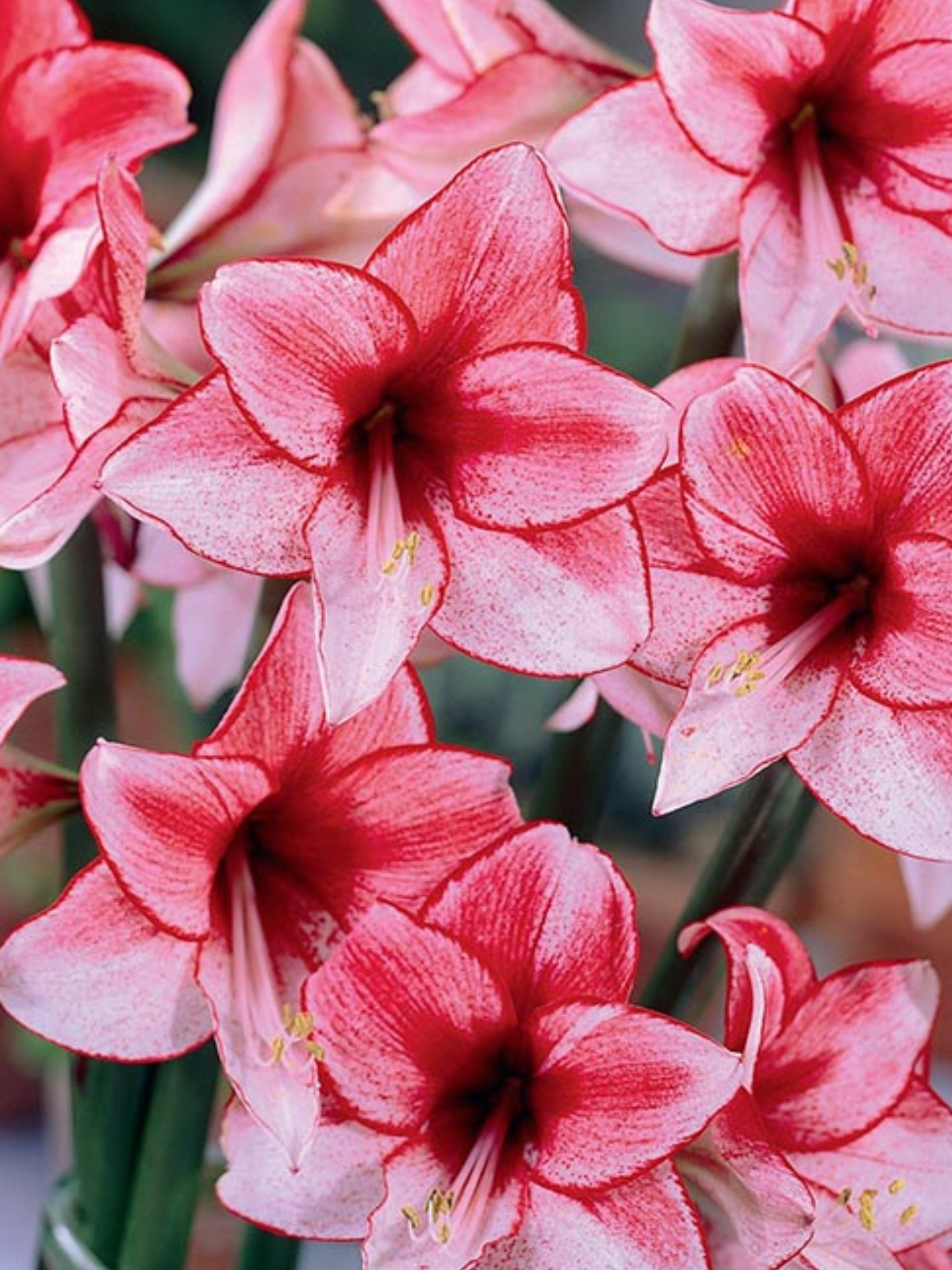 Charisma Amaryllis Bulb