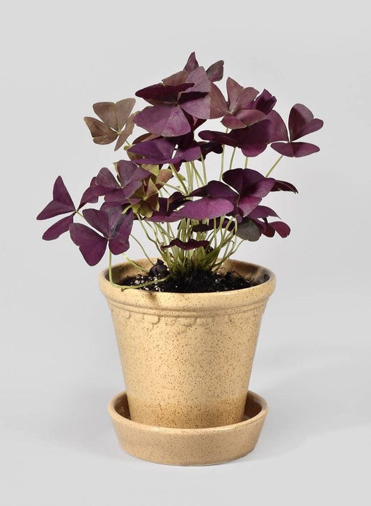 Honey Relief Ceramic Pot & Saucer