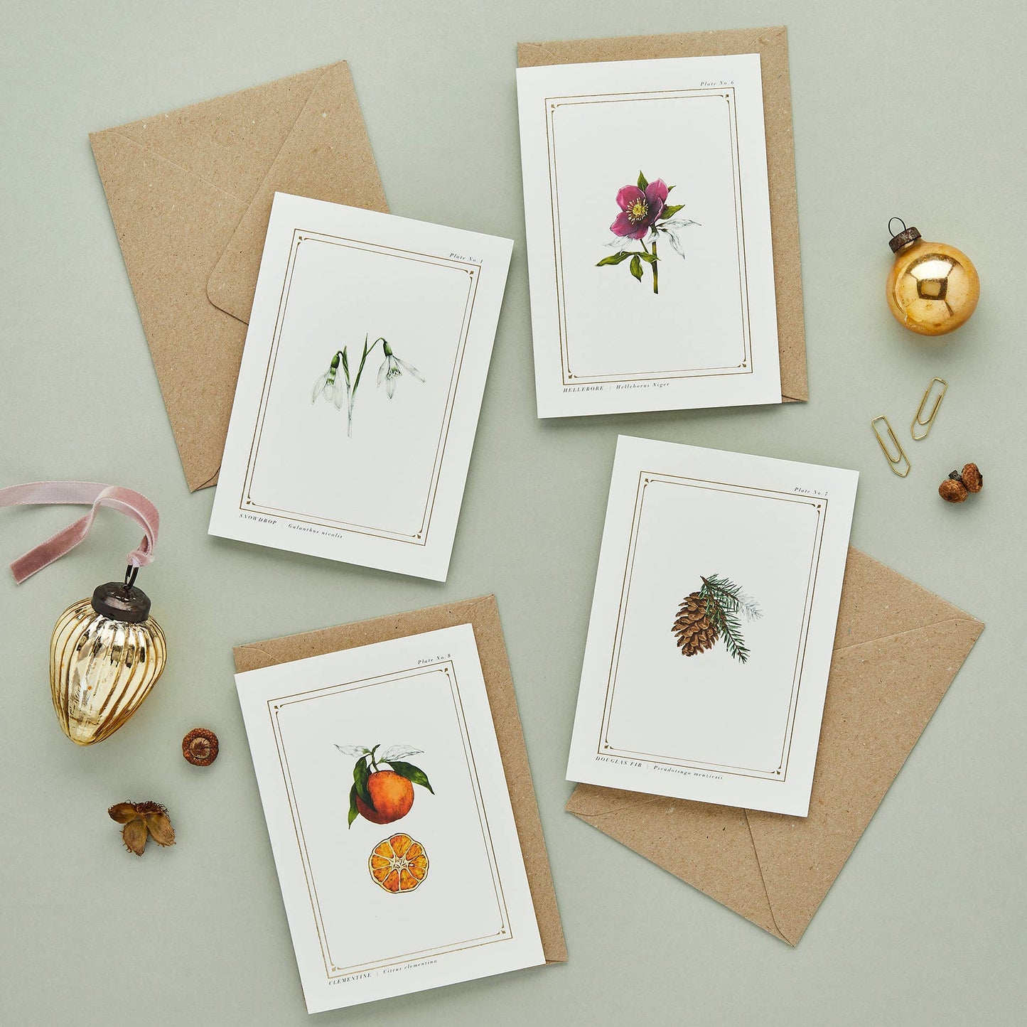 Hellebore - 'The Botanist Archive : Festive Edition' - Card