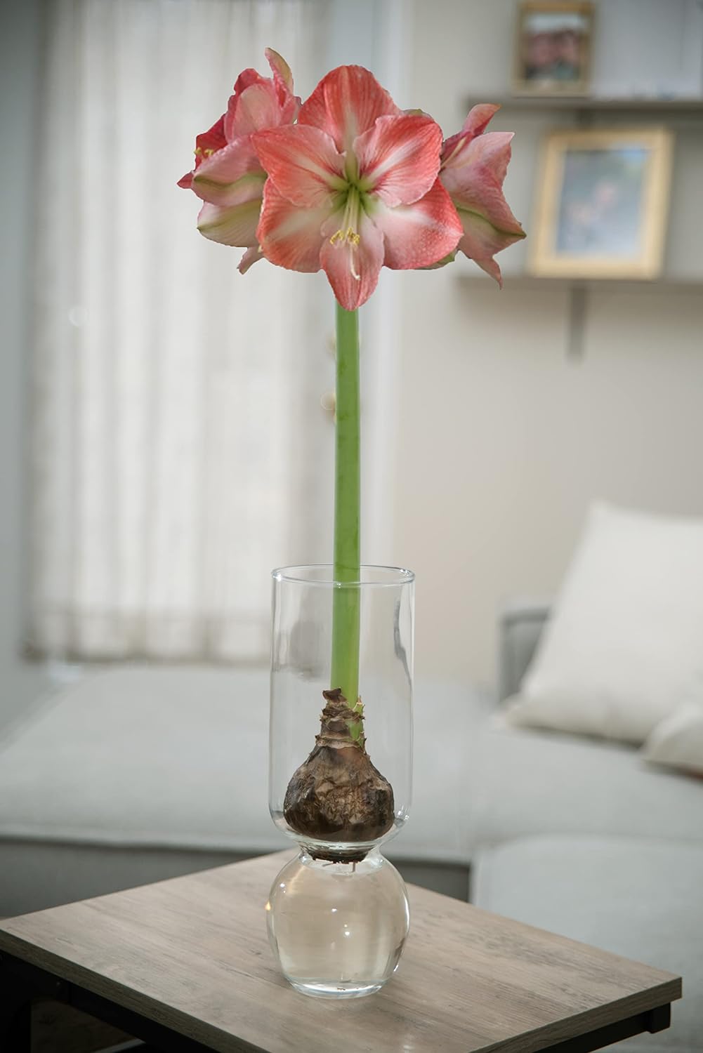 Bulb Vase Tall Clear