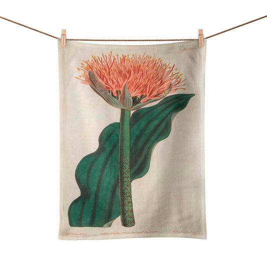 Paintbrush Lily Tea Towel
