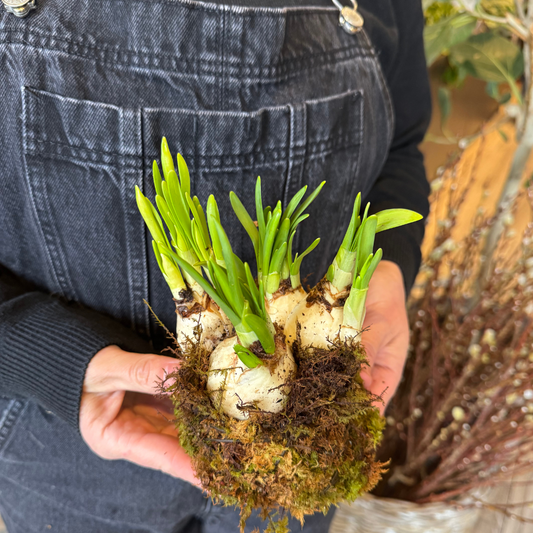 Spring Bulb Kokedama Workshop