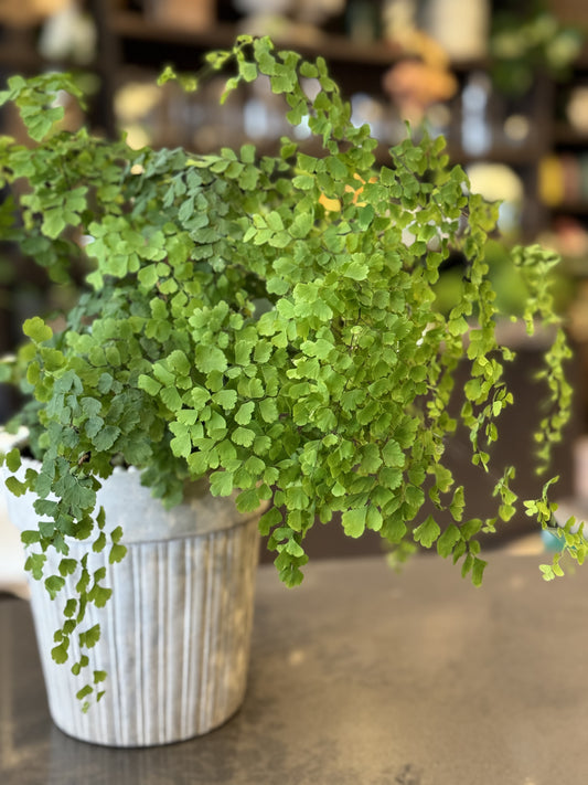 Maidenhair Fern