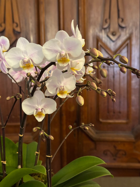 Medium Serenity Orchid Planter