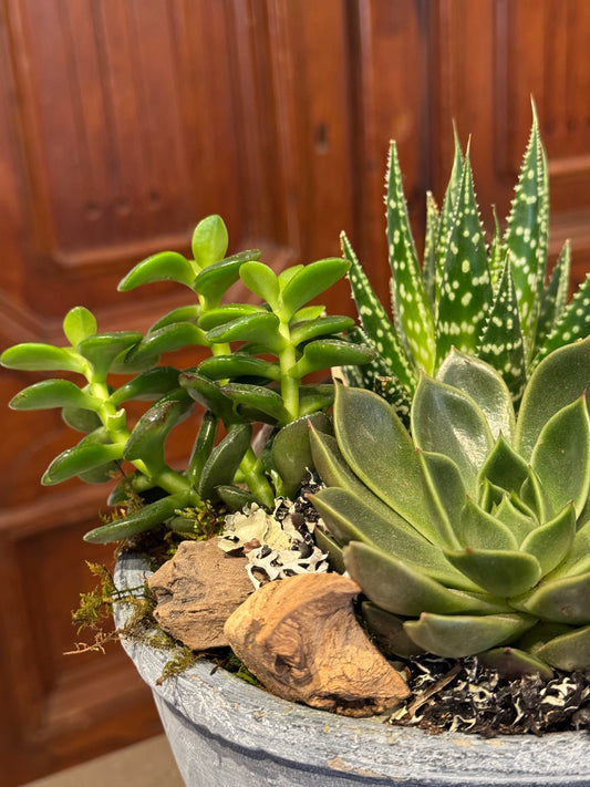 Medium Succulent Planter