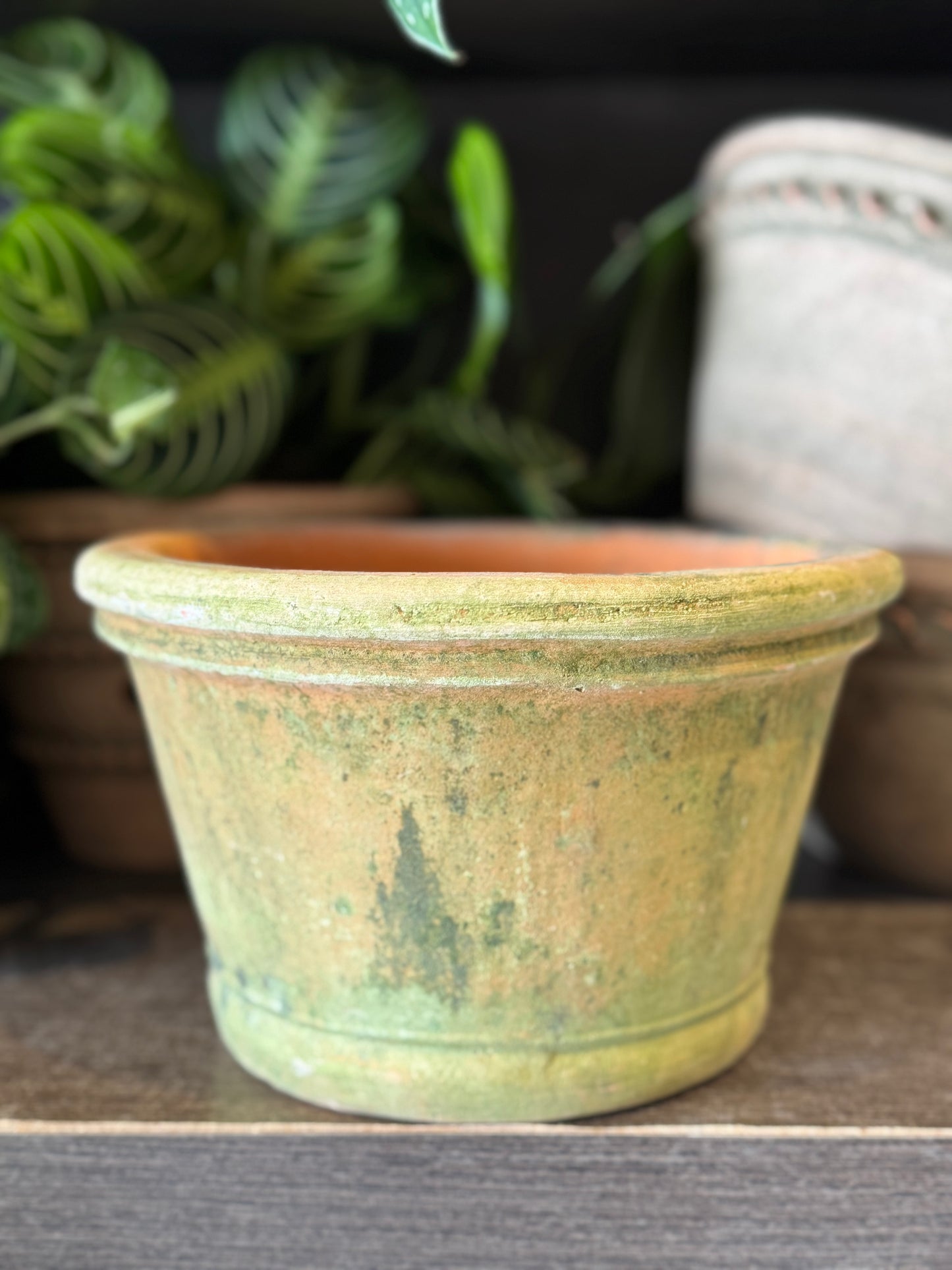 Aged Azalea Planter