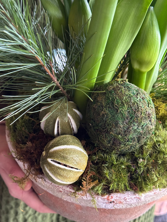 Citrus Amaryllis Planter Lux