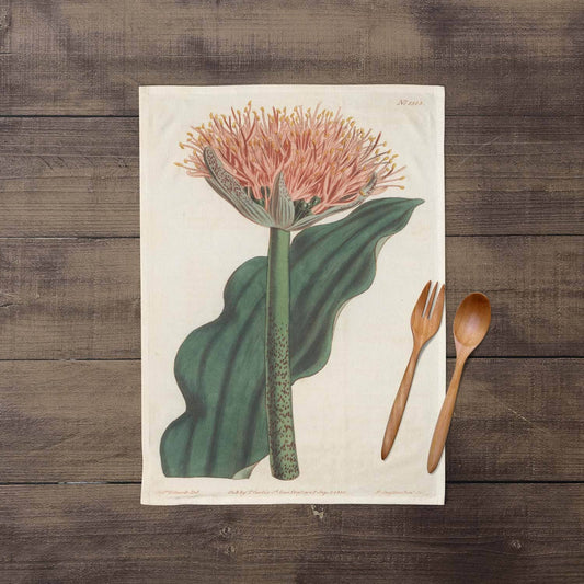 Paintbrush Lily Tea Towel