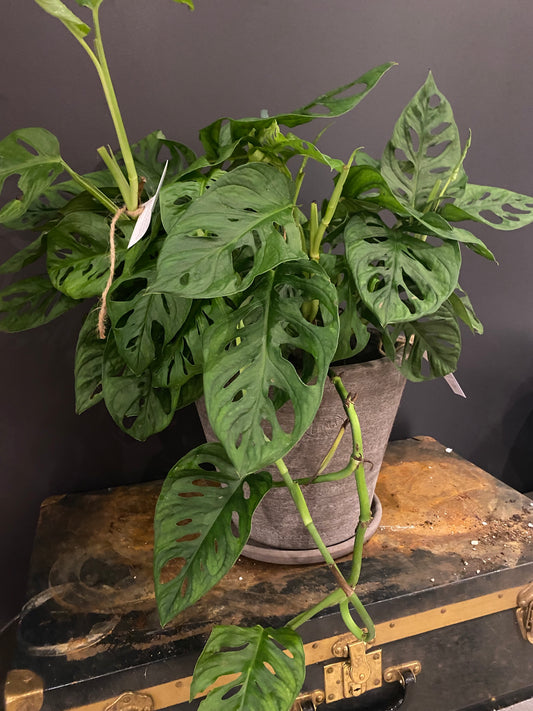 Swiss Cheese Monstera