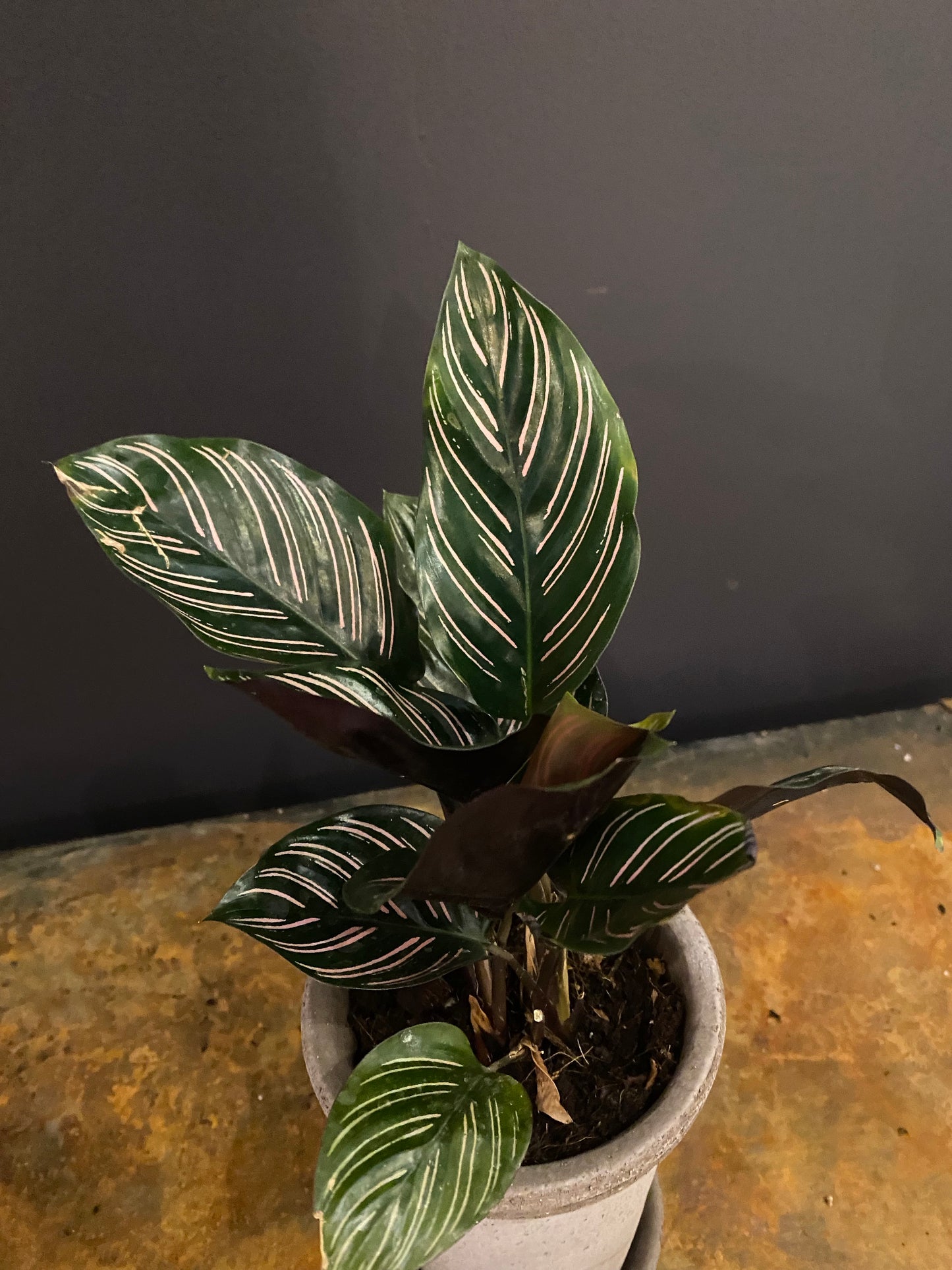 Calathea Ornata