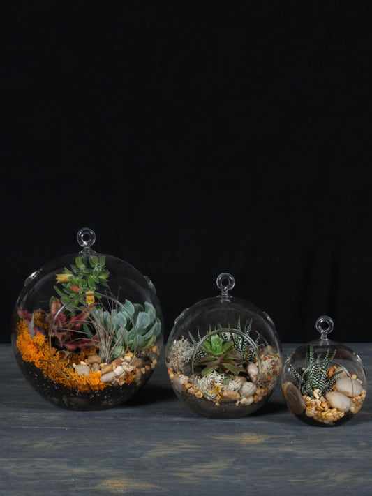 Terrariums