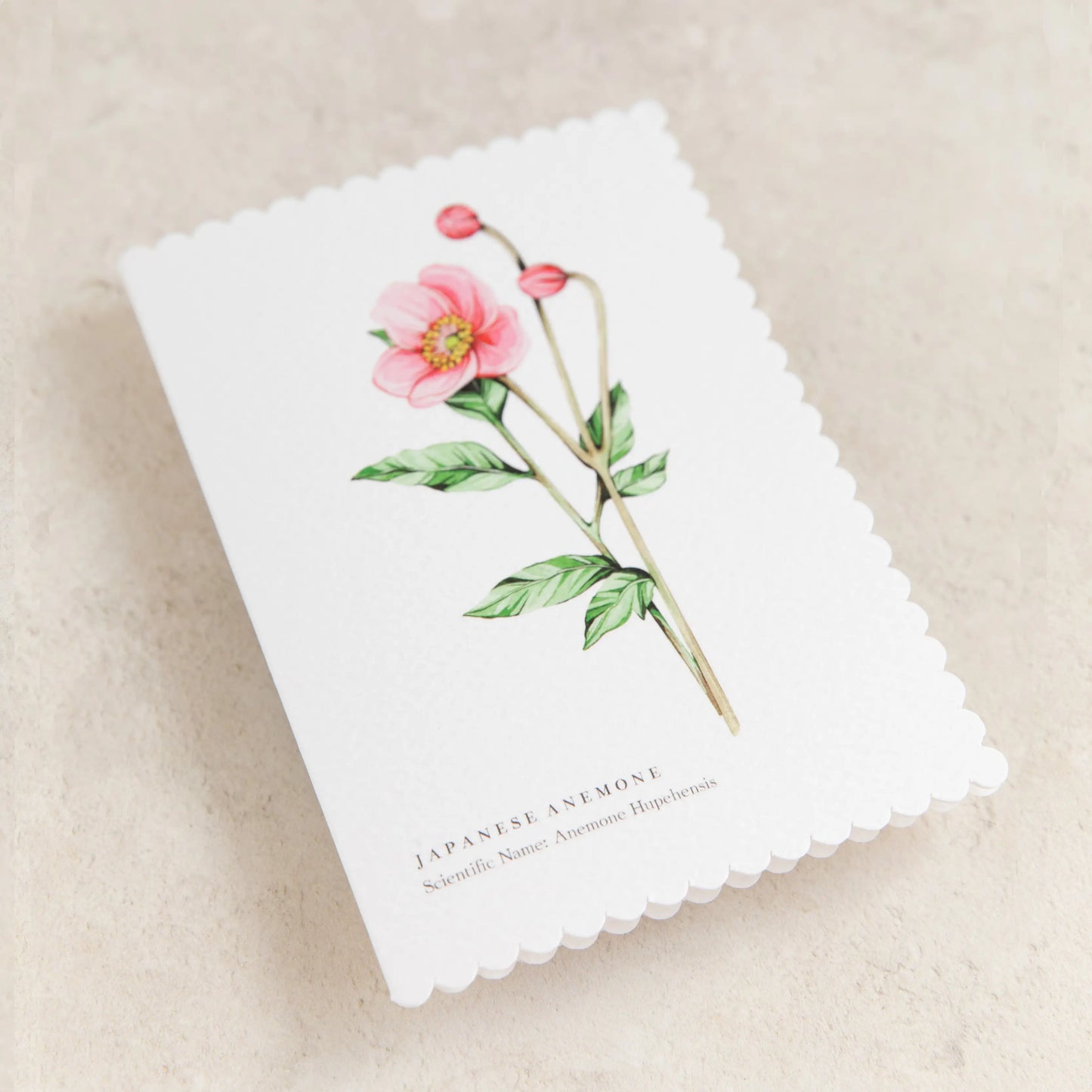 Anemone Watercolour Scalloped Sustainable Greeting Card