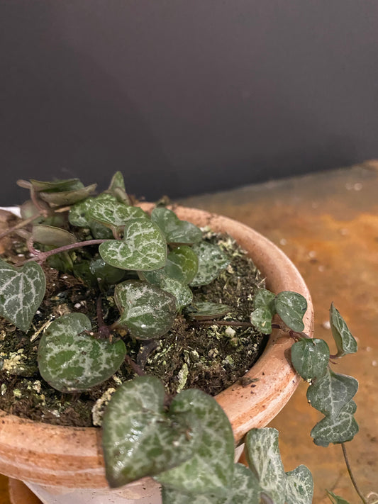 String of hearts