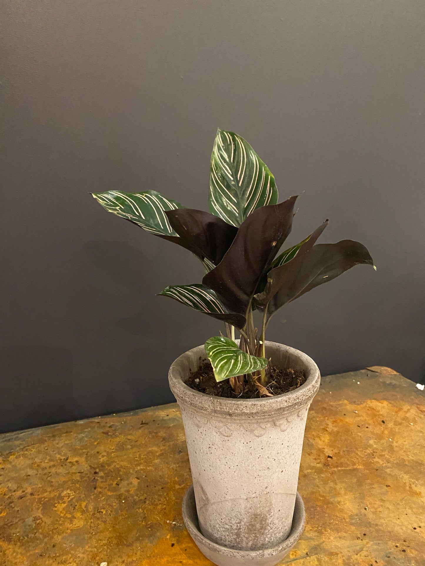 Calathea Ornata