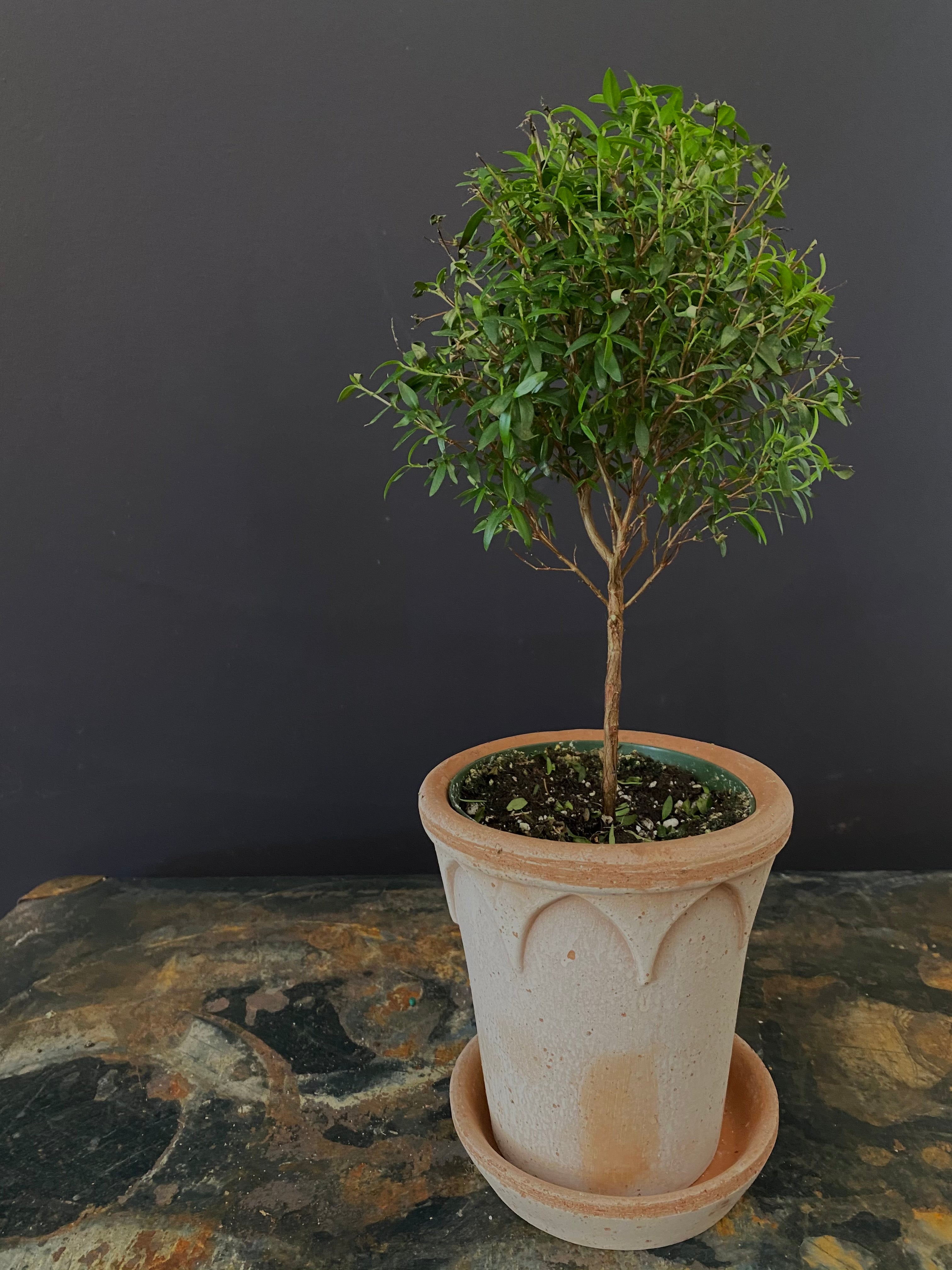 myrtle plant indoor Myrtle Topiary Small – Suzanne Gardner Flowers