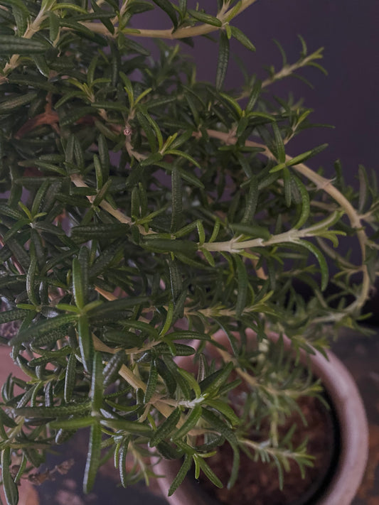 Rosemary Topiary