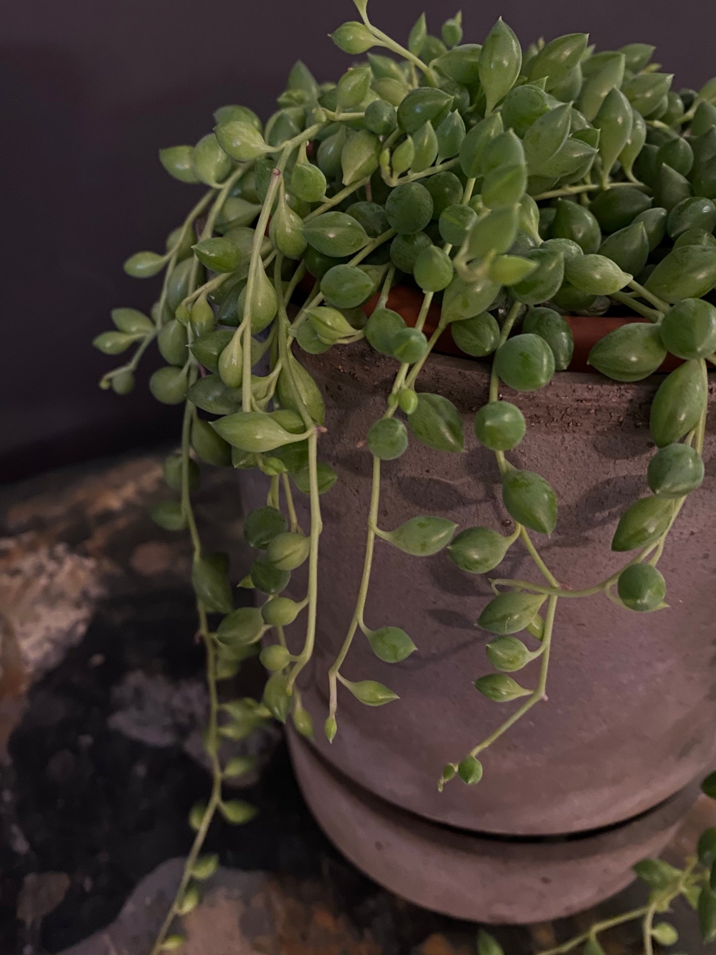 String of Baby Tears