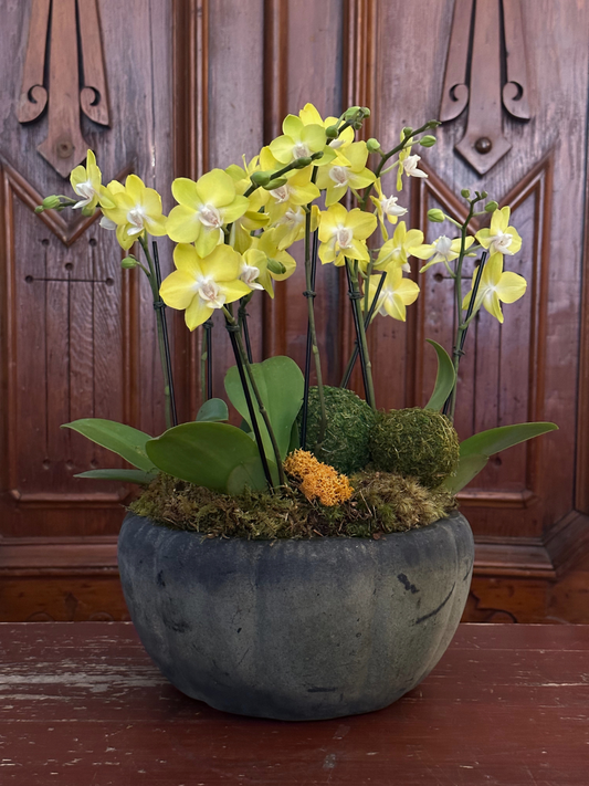 Luxe Joan Orchid Planter