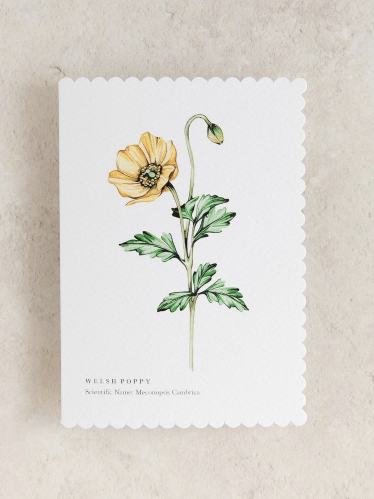 Welsh Poppy Watercolour Scalloped Sustainable Greeting Card