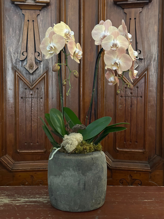 Hannan Orchid Planter