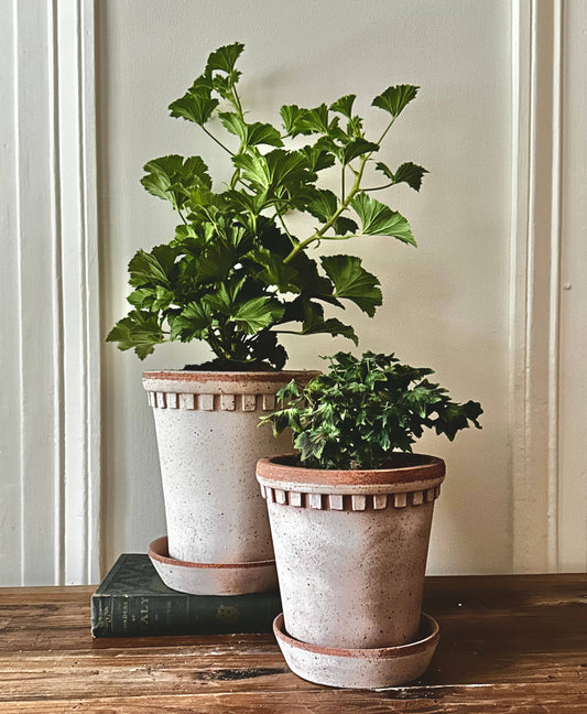 Coventry Terracotta Pot Pale Terracotta 8"