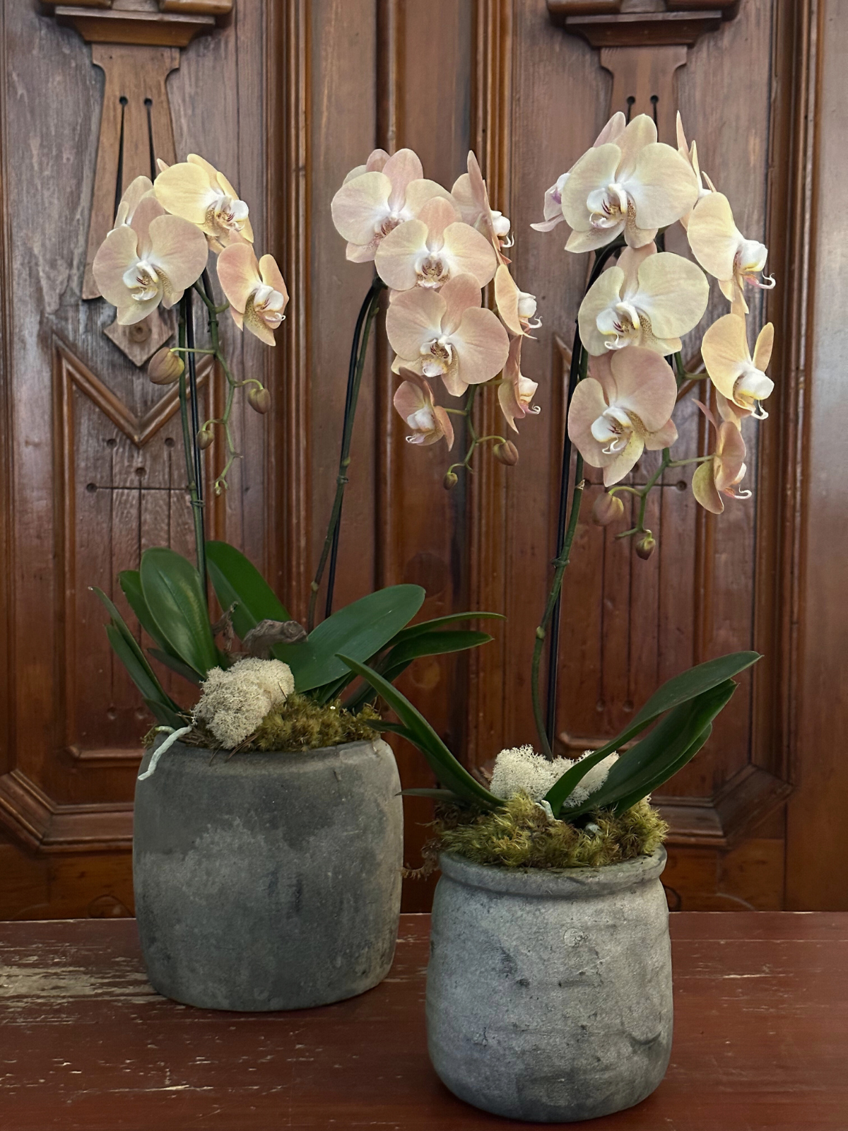 Harlan Orchid Planter
