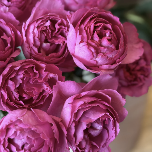 Roses at Your Door Subscription