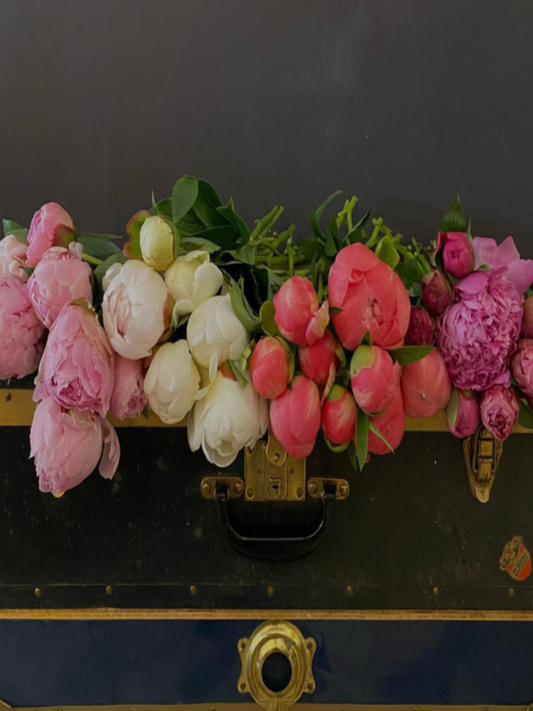 Pure Peony