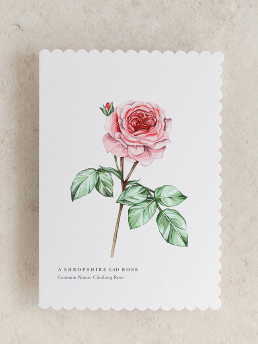 English Rose Watercolour Scalloped Sustainable Greeting Card