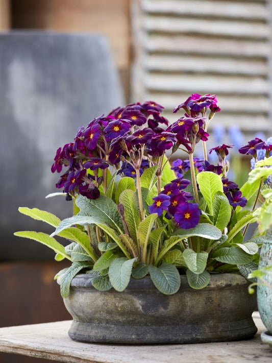 Erika Black Patina Pot