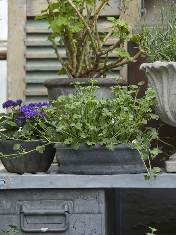 Erika Black Patina Pot