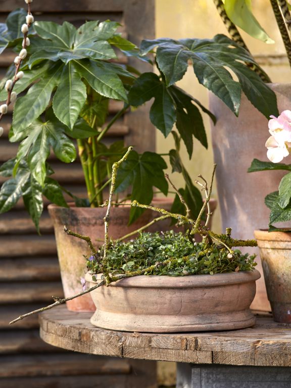 Erika Terracotta Pot