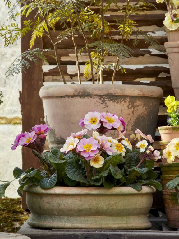 Erika Terracotta Pot