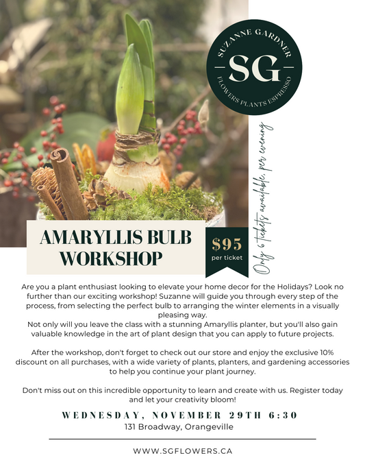 Amaryllis Workshop
