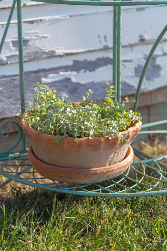 Frilly Edge Terra Cotta Pot with Saucer