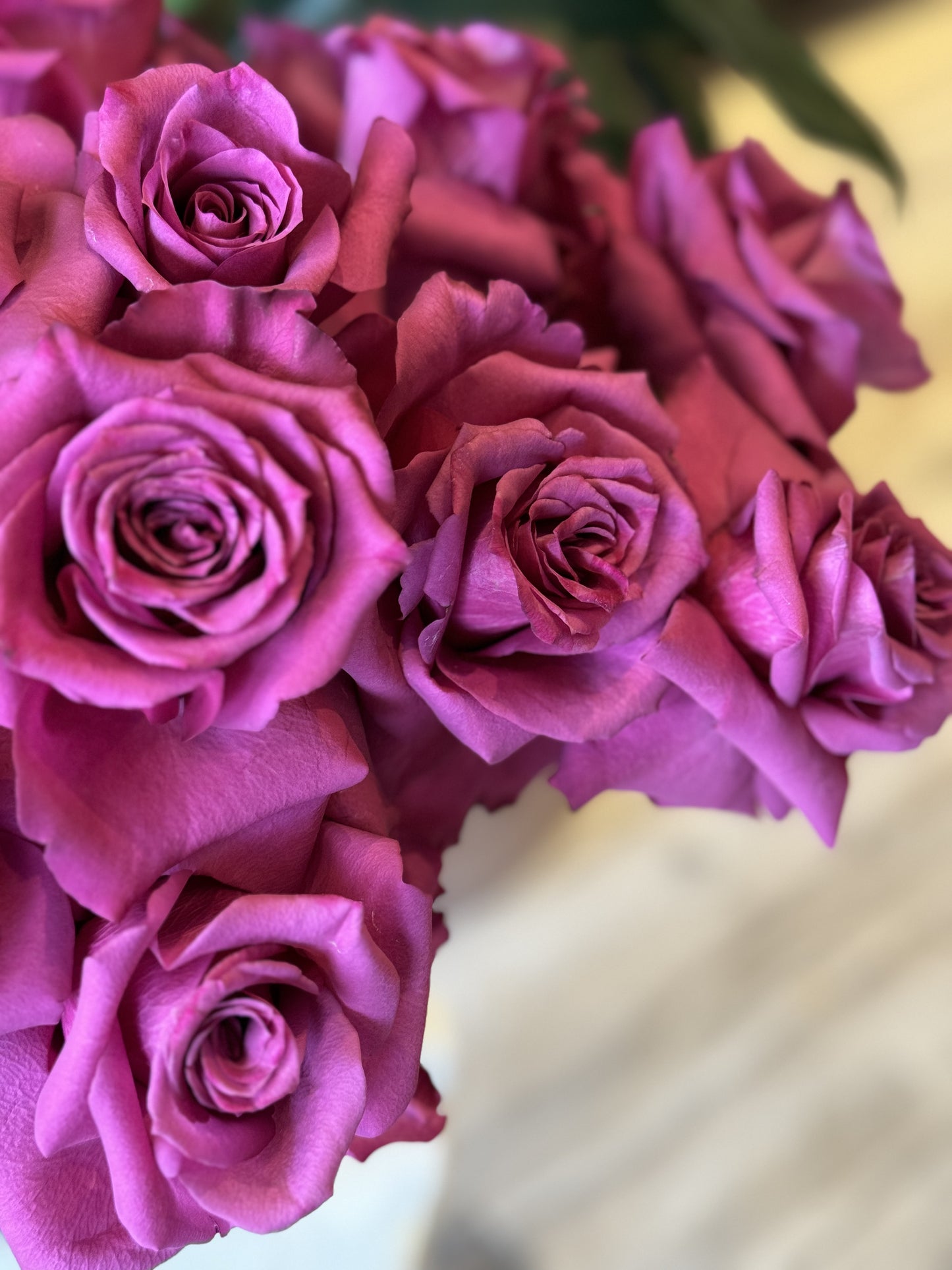 Enchanting Purple Roses