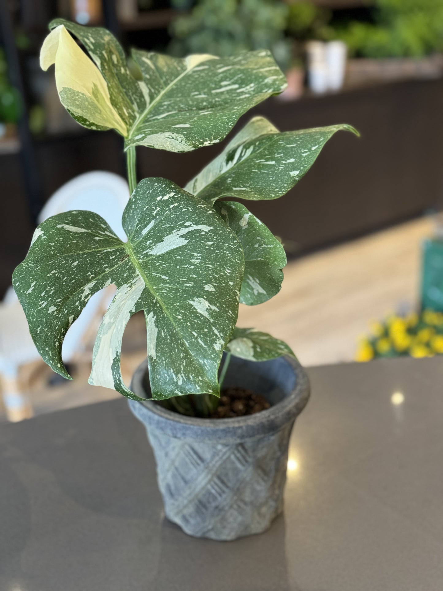 Thai Constellation Monstera