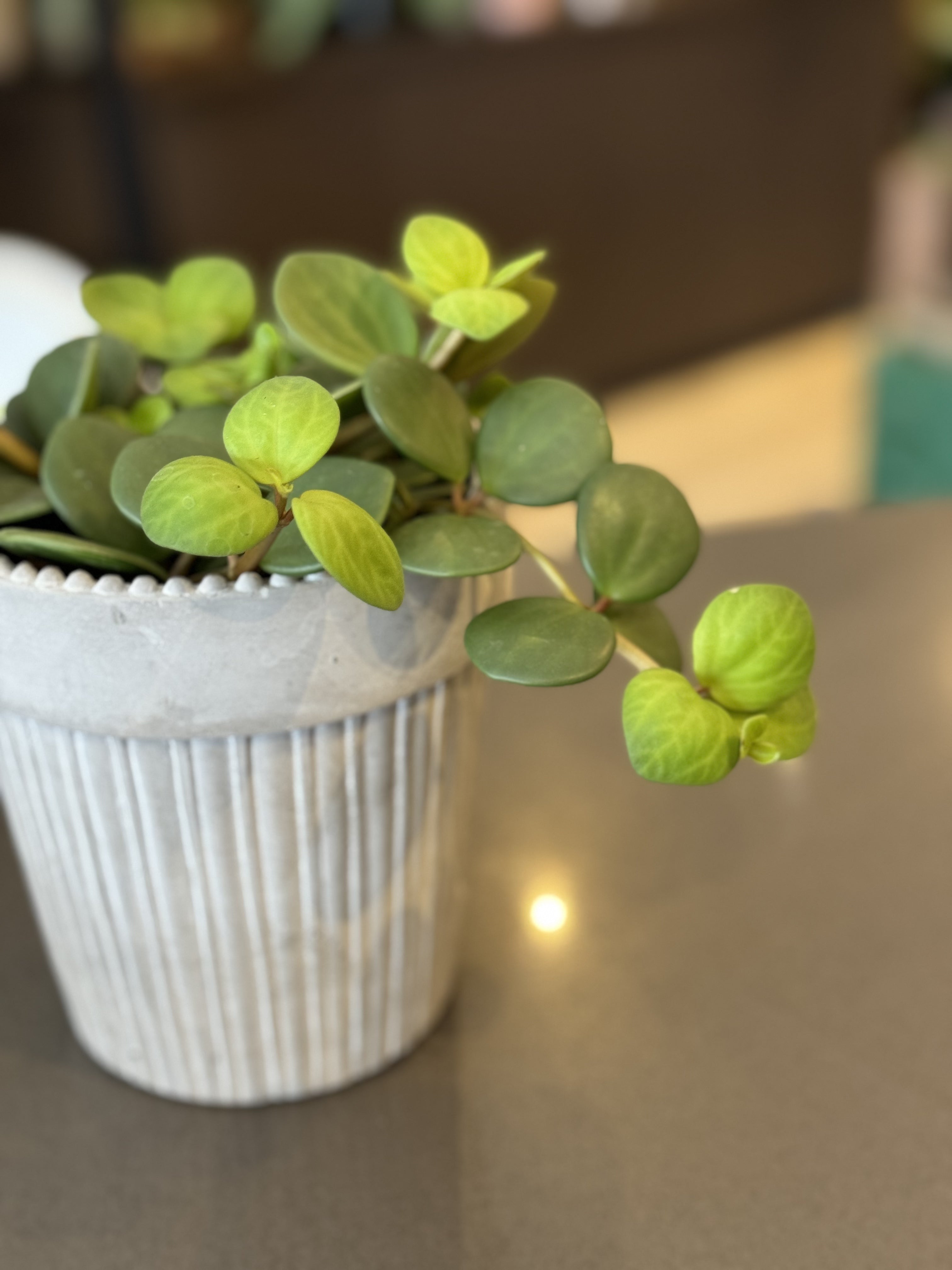 Peperomia Hope – Suzanne Gardner Flowers