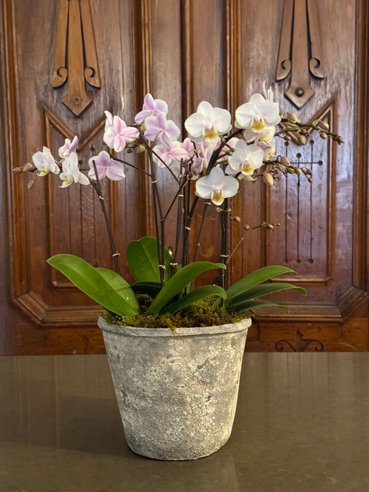 Medium Serenity Orchid Planter