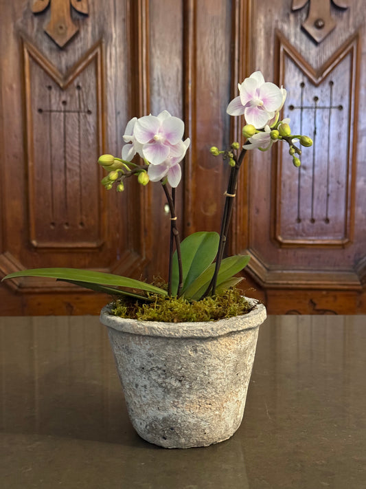 Small Serenity Orchid Planter