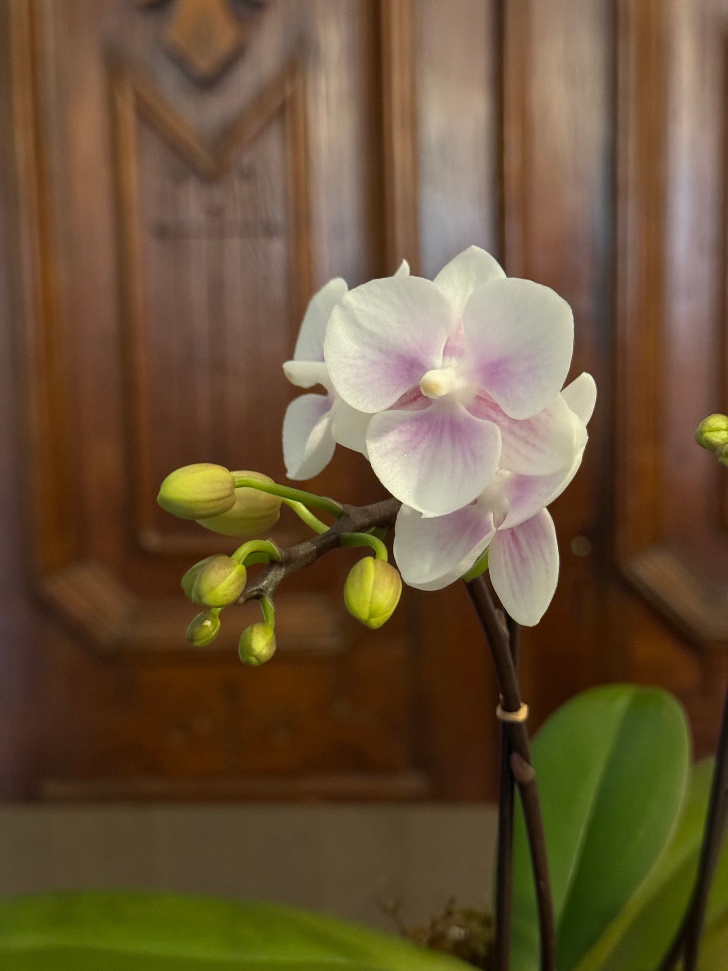 Small Serenity Orchid Planter