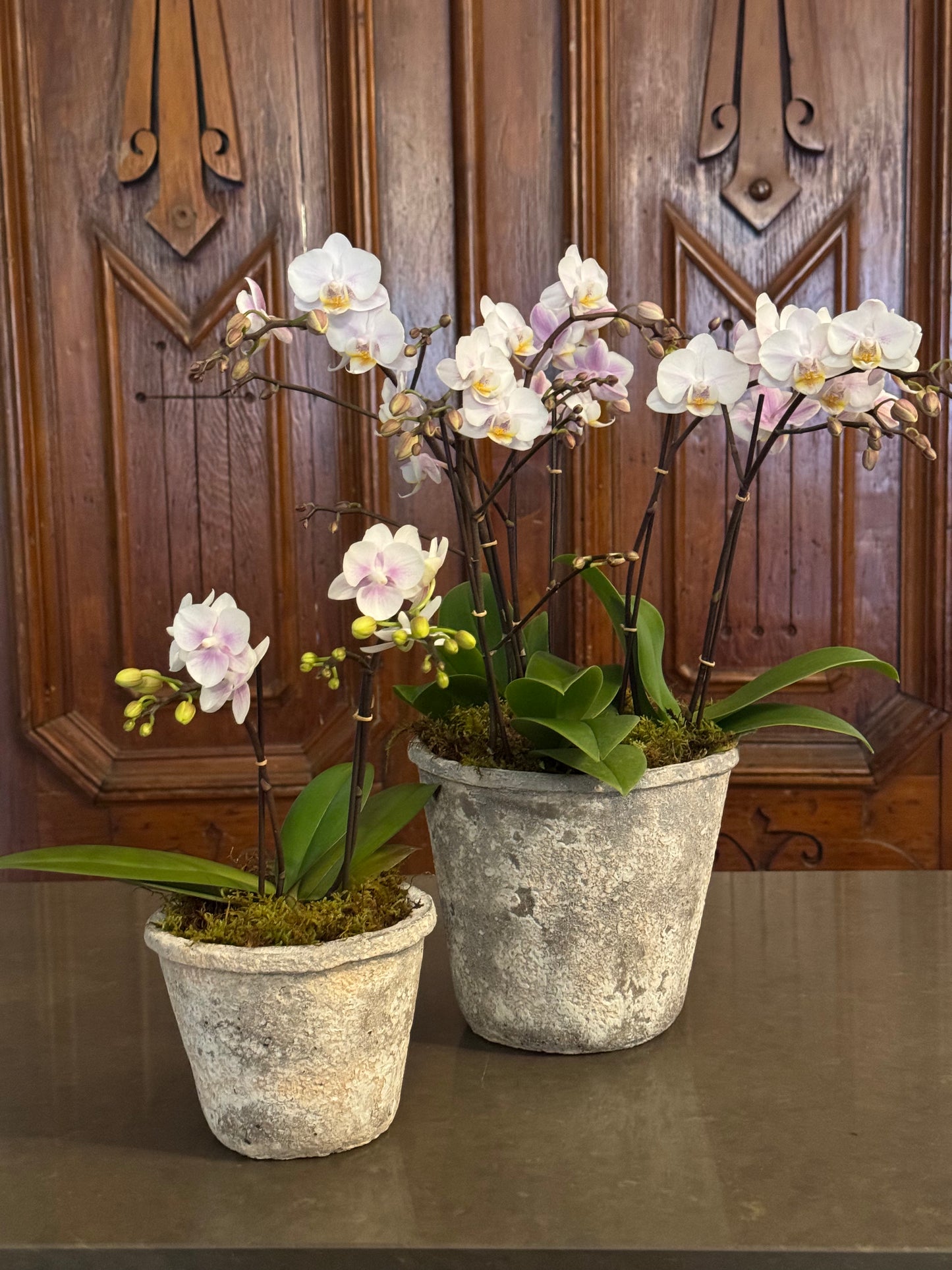 Small Serenity Orchid Planter