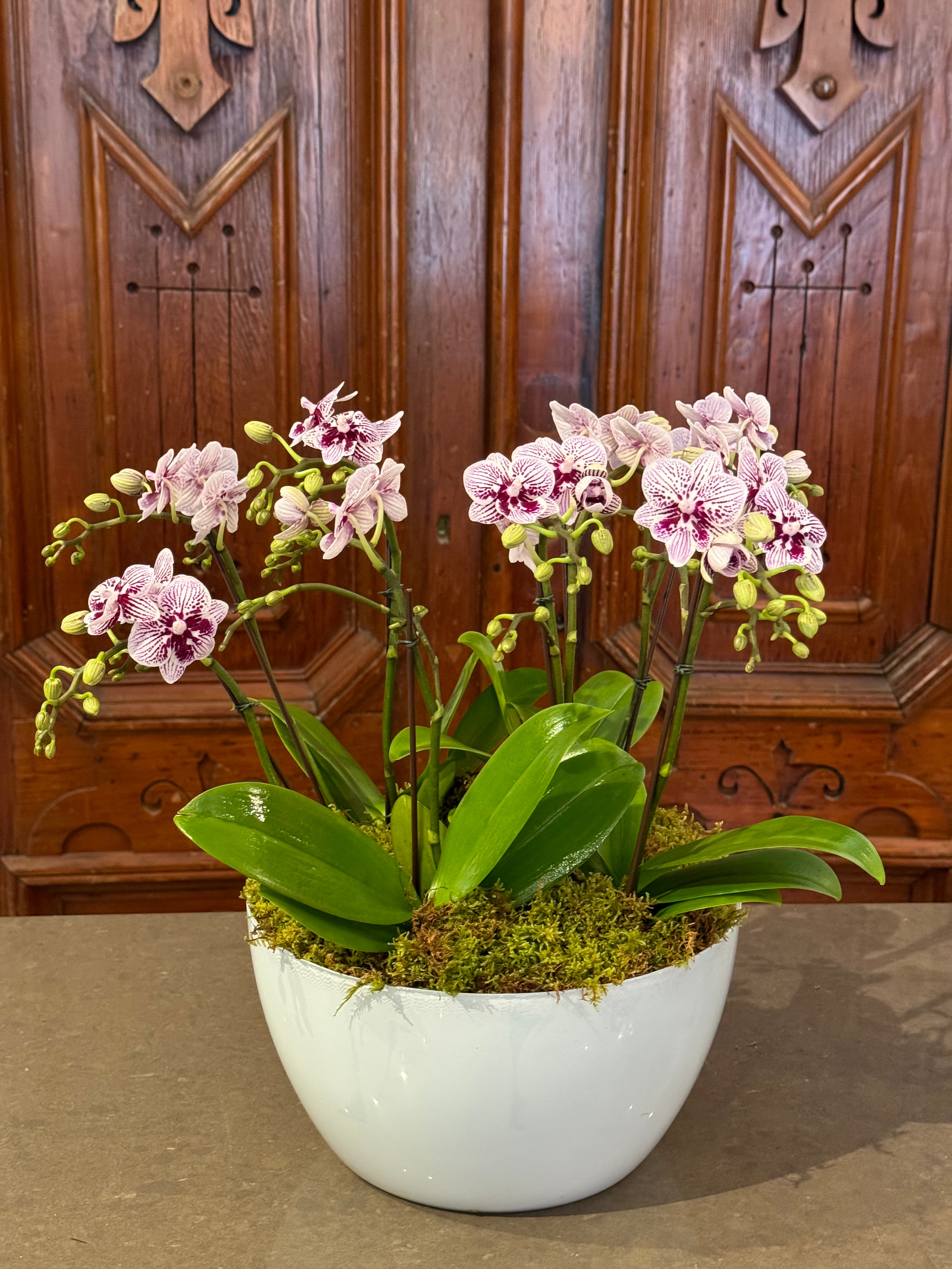 Luxe Orchid Planter – Suzanne Gardner Flowers